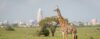 scenic safaris kenya