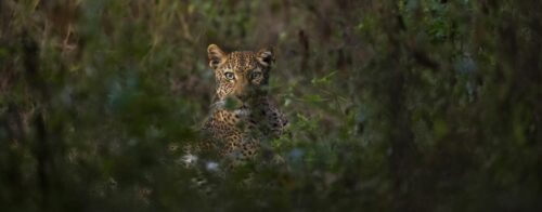 Sungani Lodge_leopard
