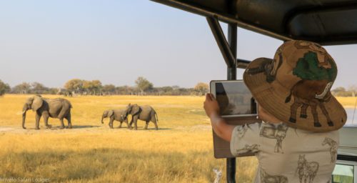 young girl take a photograph of elephants with her cell phone