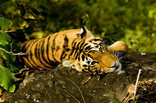 tiger laying on a branch