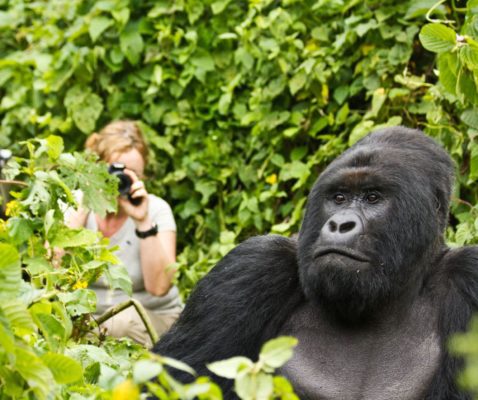 silverback gorilla sitting in the lush green foliage undisturbed by the tourist behind him taking a photo while gorilla viewing in Africa