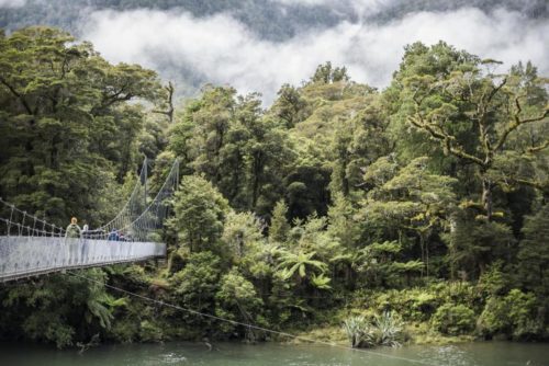 lush native green forests with a pedestrian bridge crossing a river on the Hollyford Track on New Zealand's South Island tour