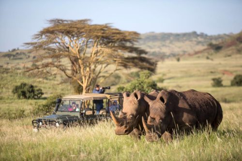 game vehicle stopped in front of a tree to look at two white rhinos at Sirikoi on a game drive safari