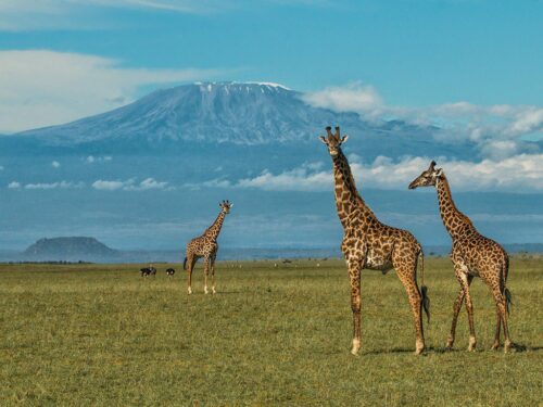 on this Kilimanjaro climb you'll see views of mt. kilimanjaro with low hanging clouds and blue skies above giraffes