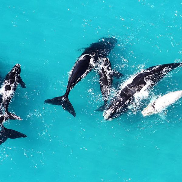 Plan your Trip, aerial photo looking down at 5 whales in turquoise water