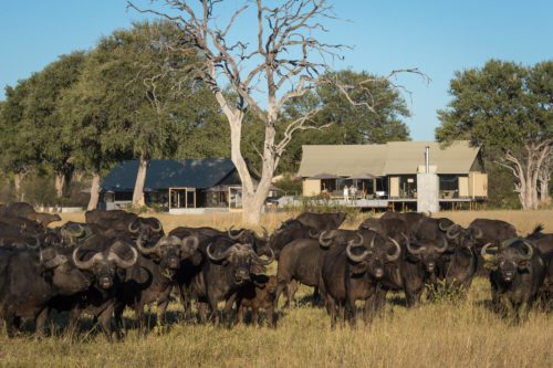 buffalo gather in front of safari camp